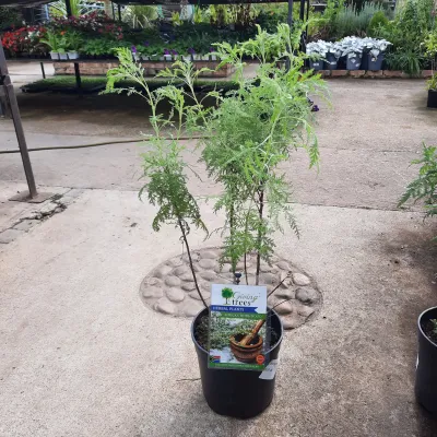 Artemisia Afra "African Wormwood" 19cmPot