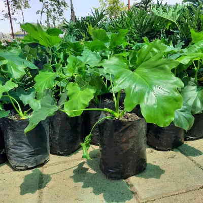 Philodendron Hope "Climbing Heartleaf" 10Liter