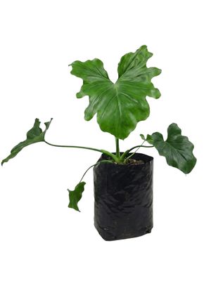 Philodendron Hope "Climbing Heartleaf" 10Liter