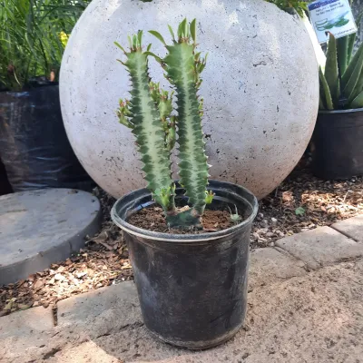 Euphorbia Trigona "Green Cathedral Cactus" 17cmPot
