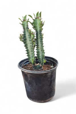 Euphorbia Trigona "Green Cathedral Cactus" 17cmPot