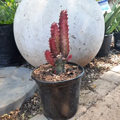Euphorbia Trigona Rubra "Red Cathedral Cactus" 17cmPot