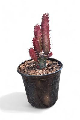 Euphorbia Trigona Rubra "Red Cathedral Cactus" 17cmPot