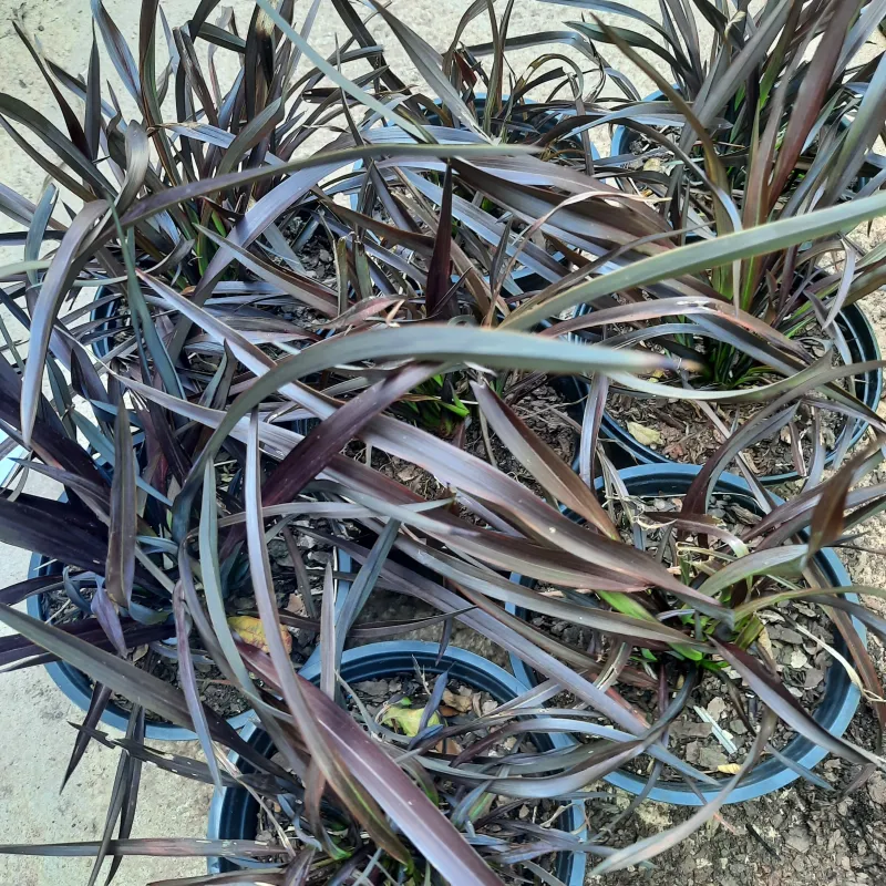 Phormium Tenax "Rubra Nana" 15cmPot