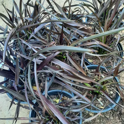 Phormium Tenax "Rubra Nana" 15cmPot