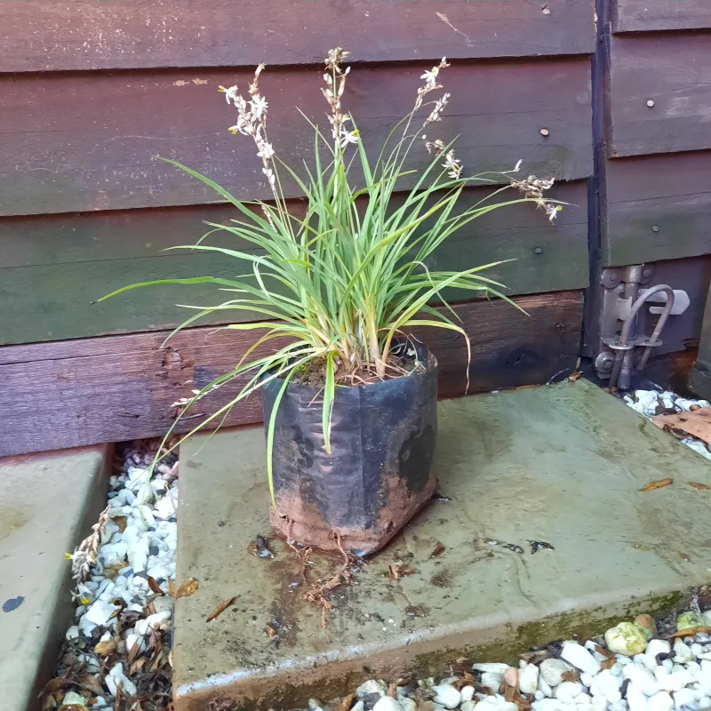 Anthericum