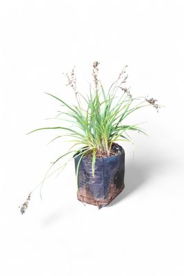 Anthericum