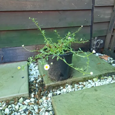 Erigeron Karvinskianus "Santa Barbara Daisy" 15cm Pot