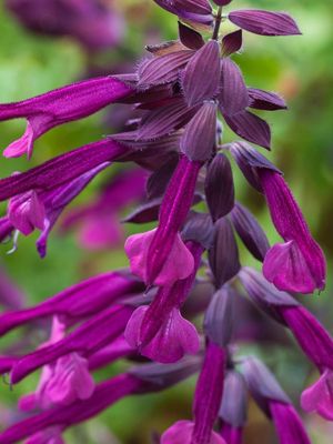 Salvia Love and Wishes "Ornamental Sage" 17cmPot