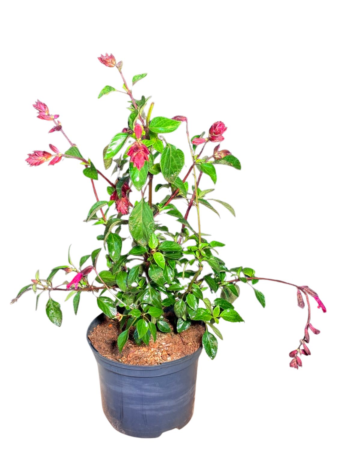 Salvia Love and Wishes "Ornamental Sage" 17cmPot