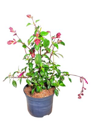 Salvia Love and Wishes "Ornamental Sage" 17cmPot