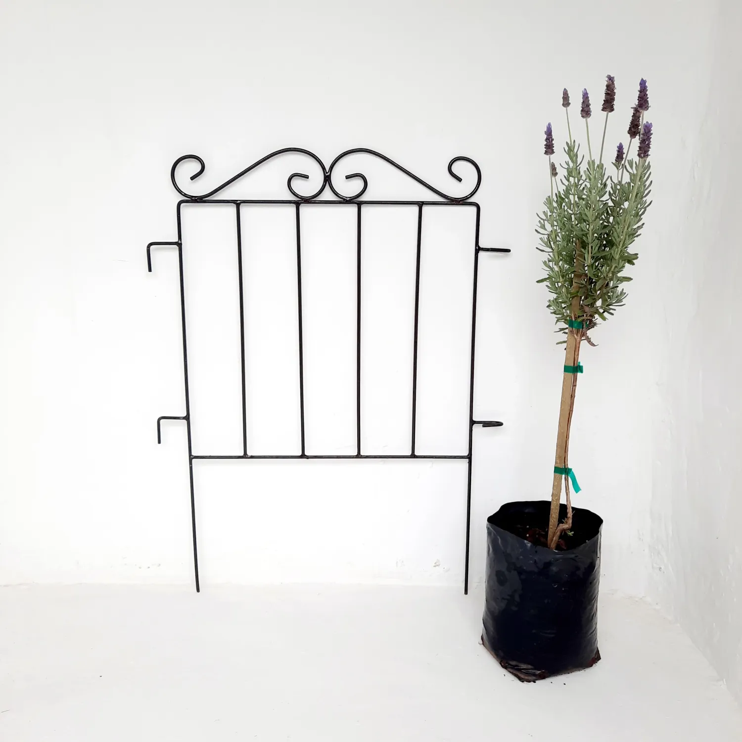 Fence Curl Top 50x53cm