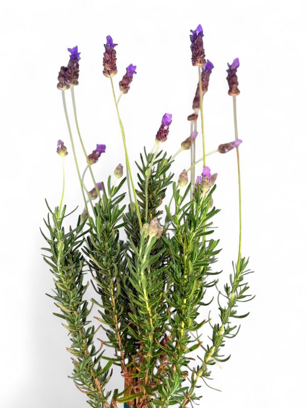 Lavandula Stoechas "French Lavender" Standard 5Liter