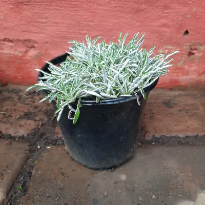 Dymondia "Silver Carpet" 15cm Pot