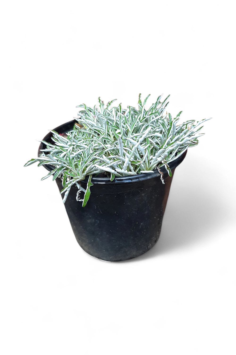 Dymondia "Silver Carpet" 15cm Pot