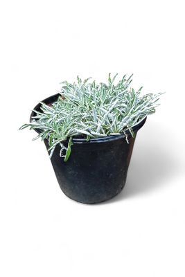 Dymondia "Silver Carpet" 15cm Pot