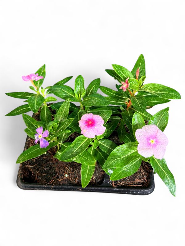 Vinca Mixed Colours Seedlings 6 Pack