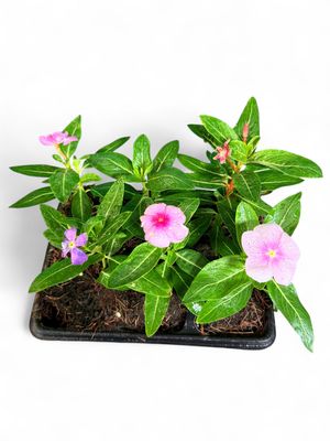 Vinca Mixed Colours Seedlings 6 Pack