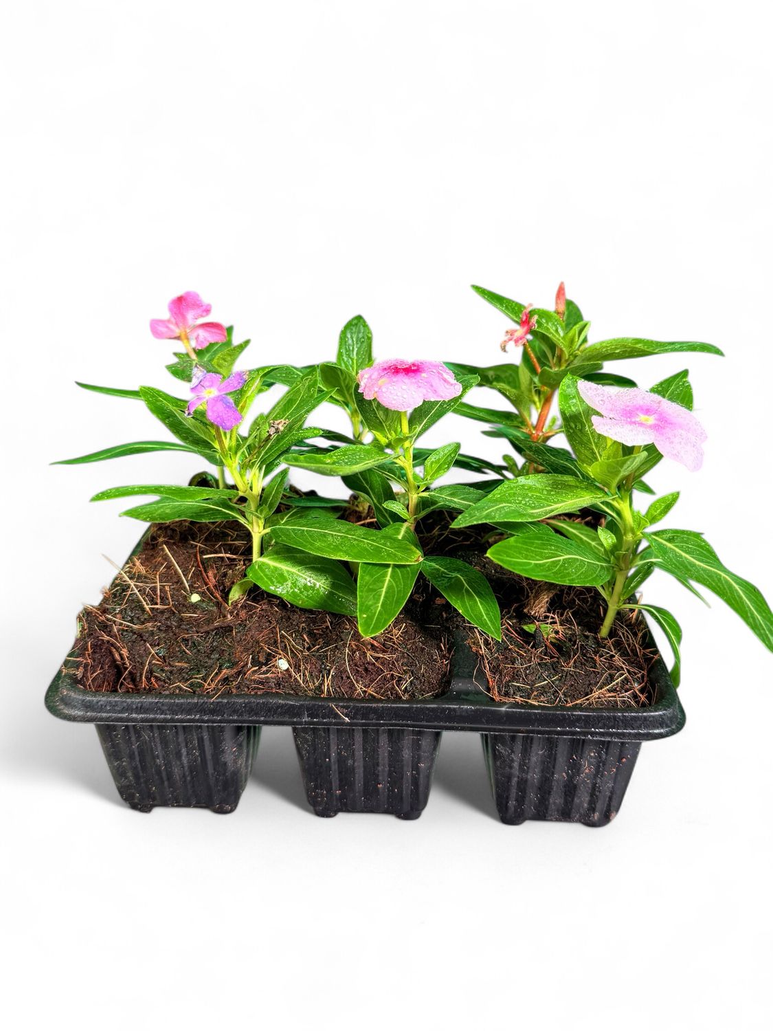 Vinca Mixed Colours Seedlings 6 Pack