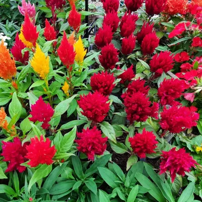Celosia Mixed Colours Seedlings 6 Pack