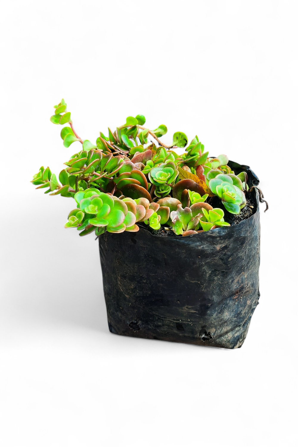 Sedum Hybrid "Brown Stonecrop" 2Liter