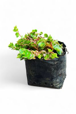 Sedum Hybrid "Brown Stonecrop" 2Liter