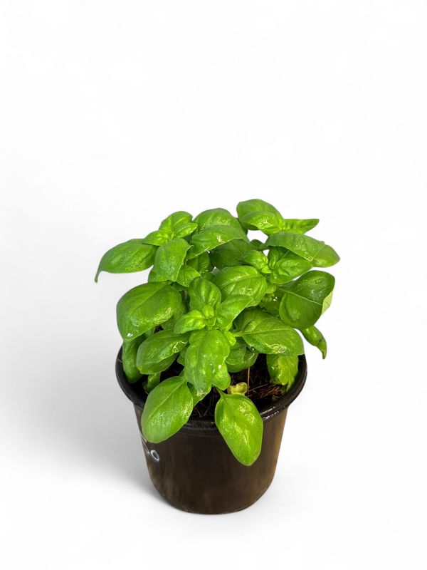 Basil Sweet Genovese 12cm Pot