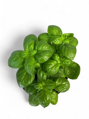 Basil Sweet Genovese 12cm Pot