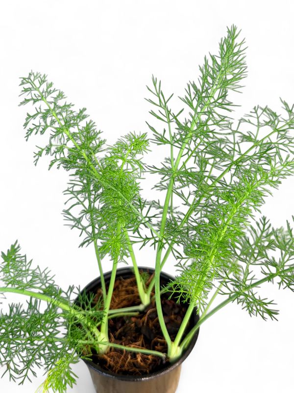 Fennel Florence  12cm Pot