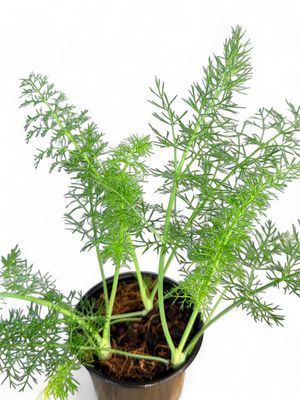 Fennel Florence  12cm Pot