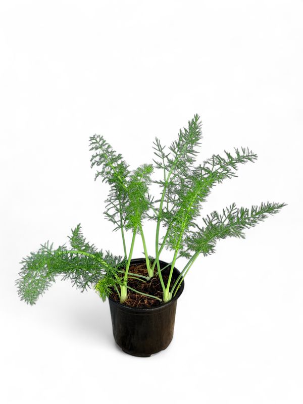 Fennel Florence  12cm Pot
