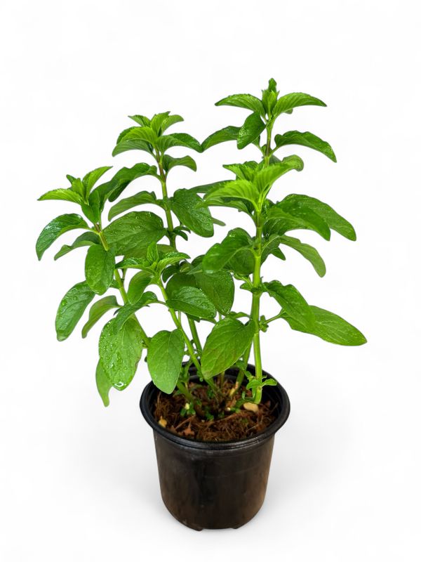 Basil - Mint 12cm Pot