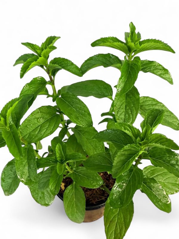 Basil - Mint 12cm Pot