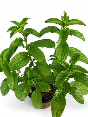 Basil - Mint 12cm Pot