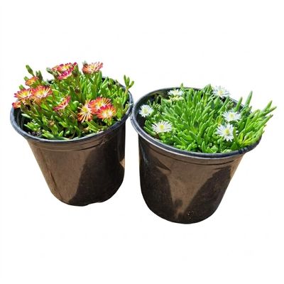 Delosperma Lido "Vygie" Mixed Colours 15cmPot