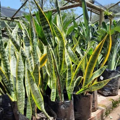 Sansevieria Trifasciata Laurentii "Green and Yellow snake Plant" 10Liter