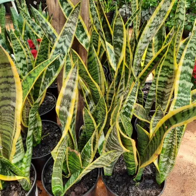 Sansevieria Trifasciata "Variegated Snake Plant" 19cmPot
