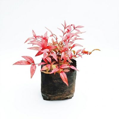 Nandina Pygmaea "dwarf Sacred bamboo" 4Liter Nandina Pygmaea "dwarf Sacred bamboo" 4Liter