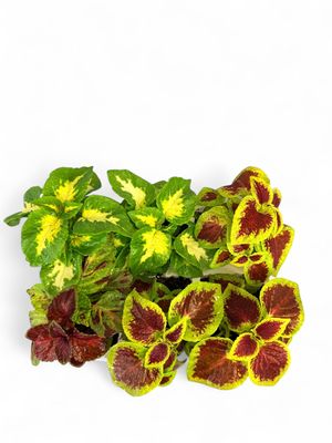 Plectranthus Scutellarioides "Coleus Mixed Colours" Seedlings 6 Pack