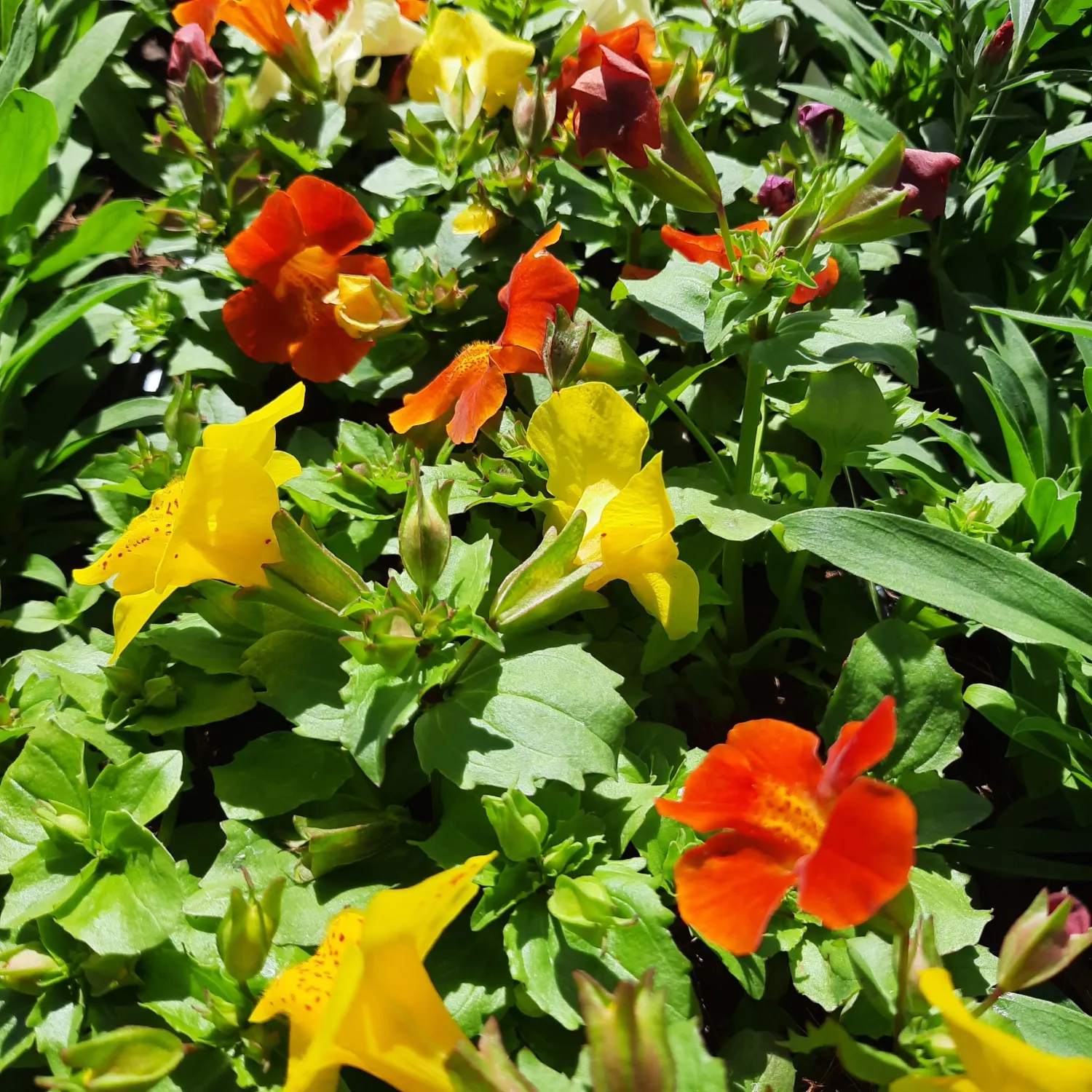 Mimulus "Monkey Flower" Mixed Colours Seedlings 6 Pack