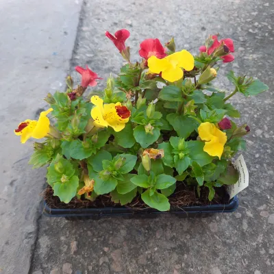 Mimulus "Monkey Flower" Mixed Colours Seedlings 6 Pack