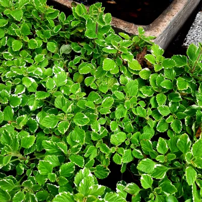 Plectranthus Madagascariensis "Madagascar Spurflower" 4Liter