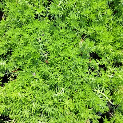 Sedum Makinoi Ogon "Sedum Gold" 2Liter