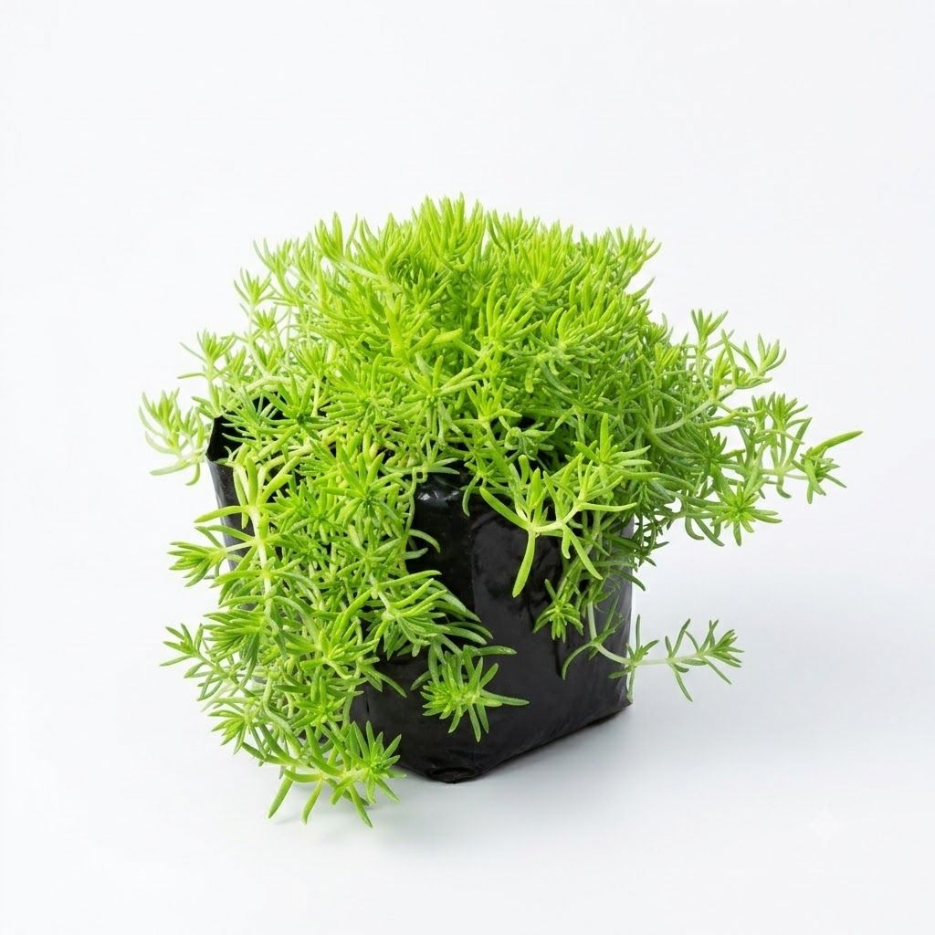 Sedum Makinoi Ogon "Sedum Gold" 2Liter