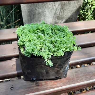 Sedum Reflexum "Fine Leaf Stonecrop" 2Liter