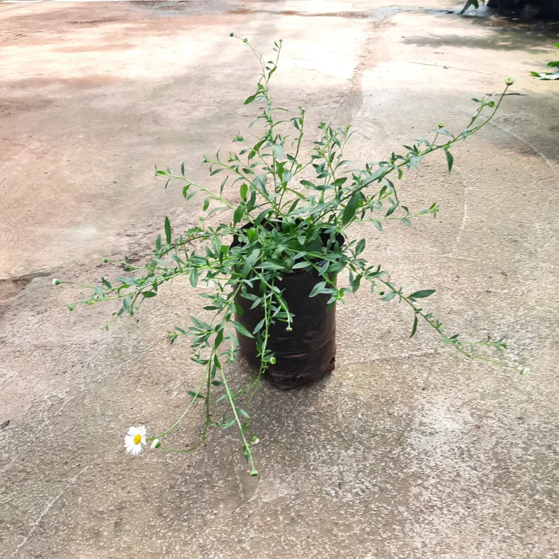 Erigeron 2Liter
