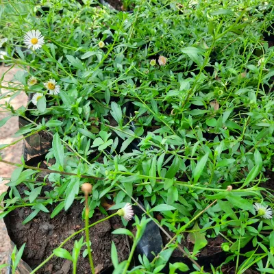 Erigeron 2Liter