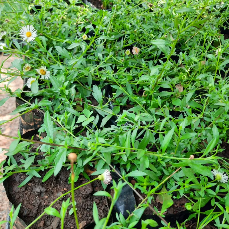 Erigeron 2Liter Erigeron 2Liter