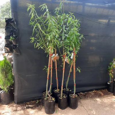 Prunus Dulcis "Almond Texas Mission" 10Liter