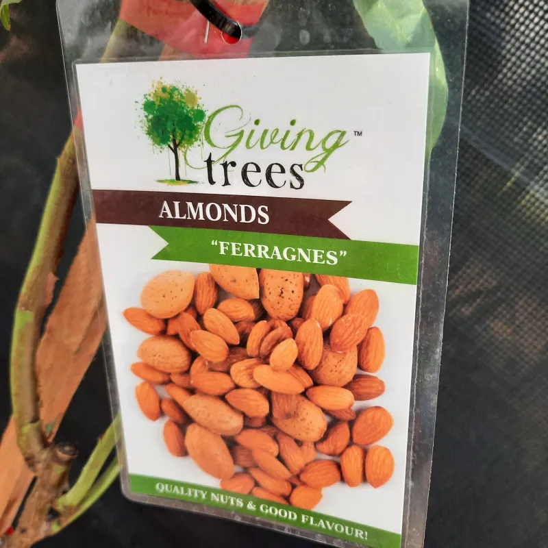 Prunus Dulcis "Almond Ferragnes" 10Liter